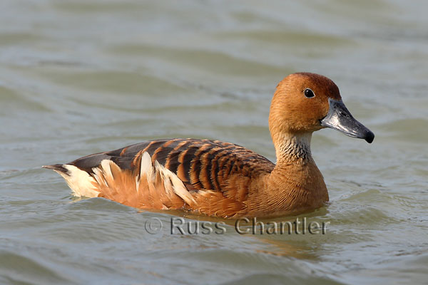 Fulvous Whistling Duck © Russ Chantler